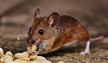 24 Hour & Emergency Exterminators in Fort Liberty, NC